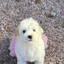 Dolly-Purple - Caramel female Australian Labradoodle puppy in Calhoun, Louisiana from Arrowhead Australian Labradoodles