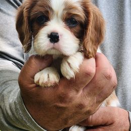 Ivy - Blenheim female Cavalier King Charles Spaniel puppy in Binger, Oklahoma from King of the Hill Cavaliers