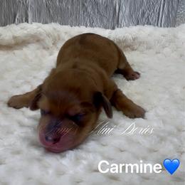 Carmine - Red male Dachshund puppy in Jena, Louisiana from Amy’s Mini Doxies