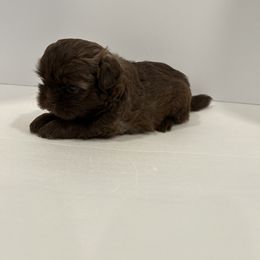 Shih Tzu Puppies from Moore Shih Tzus