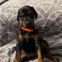 Girl 1 - Black and rust female Doberman Pinscher puppy in Lake City, Florida from Paintedcrazy Doberman Pinchers