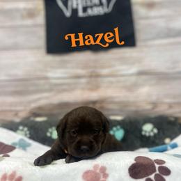 Hazel - Chocolate female Dilute Retriever puppy in Forest City, Iowa from Helm Labs