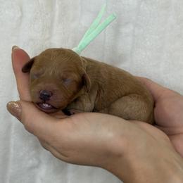 Chewbacca - Aqua - Red male Cavapoo puppy in South Jordan, Utah from Simply Sweet Paws. LLC