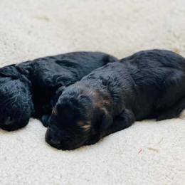 French Bulldog and Goldendoodle Puppies from Fox Run Farm