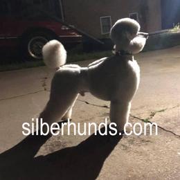 Theo - Poodle