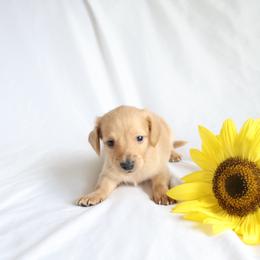 Dallas - Cream male Dachshund puppy in Fredericksburg, Ohio from William's Dachshunds