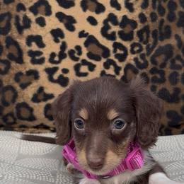 Godiva 3,000 - Chocolate and cream female Dachshund puppy in Barbourville, Kentucky from The Bossy Doxie Farm
