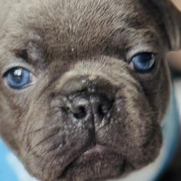 French Bulldogs from Shorelinefrenchies