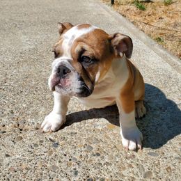Bulldog Puppies from Magic City Kennel
