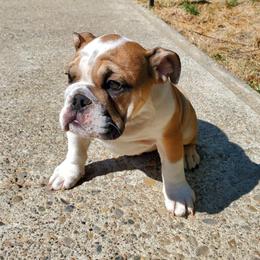 Bulldog Puppies from Magic City Kennel