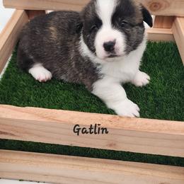 Gatlin - Brindle and white male American Corgi puppy in Concrete, Washington from Wigglebutts American Corgis