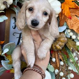 Cream girl two - Cream female Dachshund puppy in Payette, Idaho from NT Mini Doxies