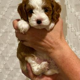 Bristol - Tri-color female Cavapoo puppy in Cedar City, Utah from Pearson's Poodles