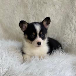 Milo - White and black male Pembroke Welsh Corgi puppy in Morton, Mississippi from Southern Magnolia Corgis
