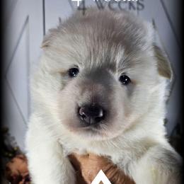 Francis - White female German Shepherd puppy in Sequim, Washington from German Shepherd Haus