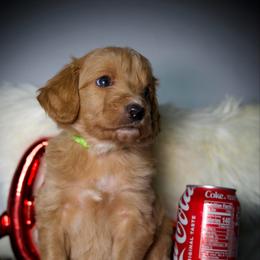Poppy - Apricot female Goldendoodle puppy in Mc Arthur, California from California Golden Love