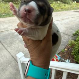 Kelly - Brown female Chinese Shar-Pei puppy in North Carolina from Amy Mahaffey's Chinese Shar-Pei