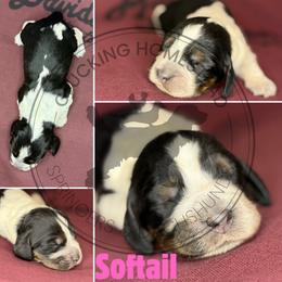 Softail - Black white and tan female English Springer Spaniel puppy in Fond Du Lac, Wisconsin from Clucking Homestead Springers & Dachshunds