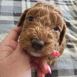 Goldie - Red  female Goldendoodle puppy in Red Oak, Iowa from Fisher Pups-Stay Golden with a Doodle