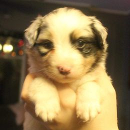Australian Shepherd Puppies from Melick Kennels