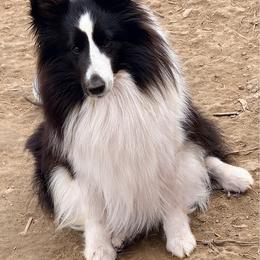 Panties - Black and white female Shetland Sheepdog puppy in Pleasant Shade, Tennessee from Odyssey Shetland Sheepdogs