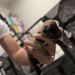 Boxer Puppies from PrideNJoy Boxers