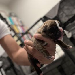 Boxer Puppies from PrideNJoy Boxers
