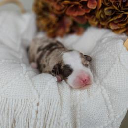 Boy 4 - Chocolate merle male Bernedoodle puppy in Russell Springs, Kentucky from 270 Doodles