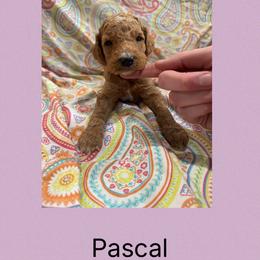 AKC Standard poodle Pascal - Apricot male Poodle puppy in Harrisburg, Arkansas from Ransone’s Ridge Runners Poodles and Doodles