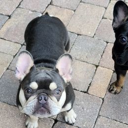 French Bulldogs from Cirio Frenchies