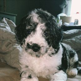 Goldendoodle and Poodle Puppies from Corbin’s Southern Curl’s