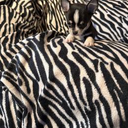 King - Black and white male Chihuahua puppy in Beaumont, Texas from Anastasia’s Tiny Pupps