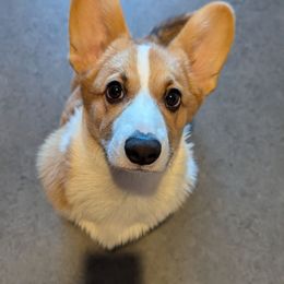 Major - Pembroke Welsh Corgi