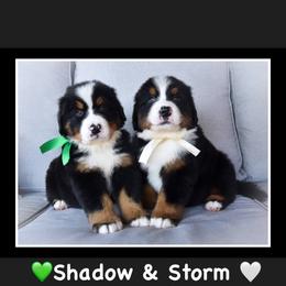 Bernese Mountain Dog Puppies from Swiss Berner Bears