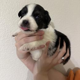 Symphony - Black tri-color female Australian Shepherd puppy in Weeki Wachee, Florida from Ace of Spades Australian Shepherds