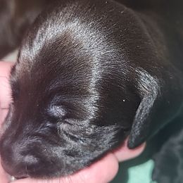 Dachshund Puppies from Little Long & Lovely Dachshunds