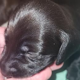 Dachshund Puppies from Little Long & Lovely Dachshunds