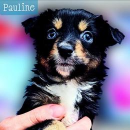 Pauline - Black tri female Miniature Australian Shepherd puppy in Punta Gorda, Florida from Christie's Creekside Aussies