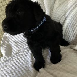 Blueberry - Black male Giant Schnauzer puppy in Woodstock, Virginia from Seven Bends Giants