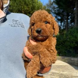 Teal - Red  male Goldendoodle puppy in Indian Trail, North Carolina from Castleberry Doodles and Poodles