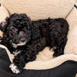 Ash - Black and white male Saint Berdoodle puppy in Garland, Texas from Brewer's Doodles and French Bulldogs