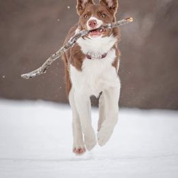 Border Collie Puppies from By Design Farm