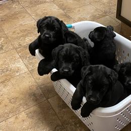 Labrador Retriever Puppies from R Little Retrievers