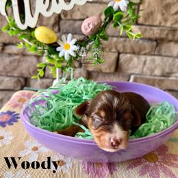 Woody - Chocolate and tan male Yorkshire Terrier puppy in Smryna, Georgia from Owensons’ Kennel