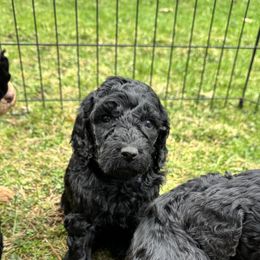 Bernedoodle and Labradoodle Puppies from Zehr’s Labradoodles & Bernedoodles