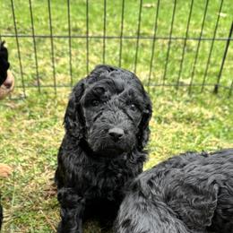 Bernedoodle and Labradoodle Puppies from Zehr’s Labradoodles & Bernedoodles