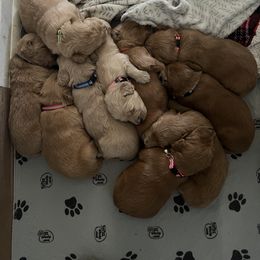Goldendoodle Puppies from JEM’s doodles