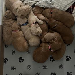 Goldendoodle Puppies from JEM’s doodles