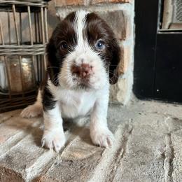 Tacoma - Liver and white male English Springer Spaniel puppy in Wilmer, Alabama from South Delta Springers