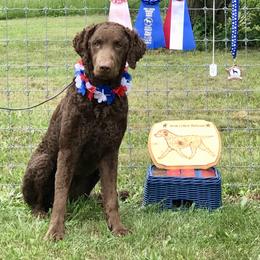 Curly-Coated Retrievers from Kittatinny Curly-Coated Retrievers